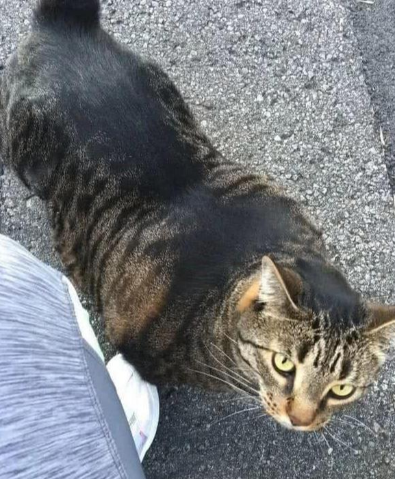 猫咪意外怀孕，女主带到医院检查，医生的话让她无法淡定了