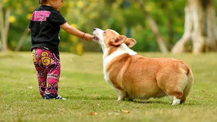 被摸头的狗狗：我已经不干净了