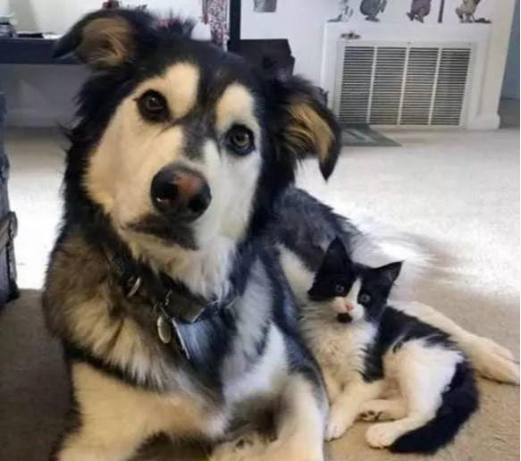 哈士奇捡回“狗”精姐妹，主人看后哭笑不得，确定不是私生子？