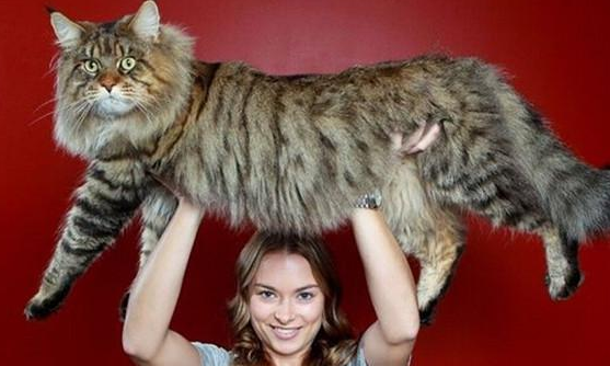 为什么只有大型犬而没有大型猫，其实人类应该庆幸这一点