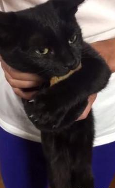 猫咪偷鱼被抓，死乞白赖不放手，这幅表情绝了