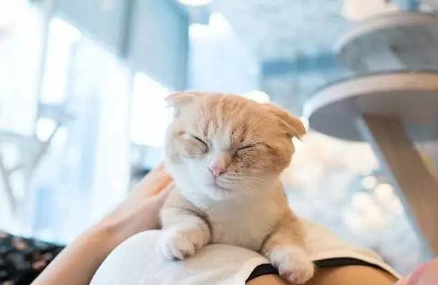 铲屎官越来越多，是从众心理，还是吸猫真的能解忧？