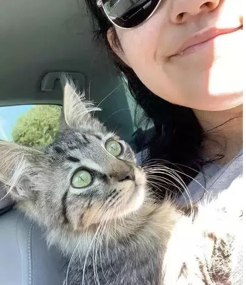 遛狗路上被街猫盯上，主人不得不花钱摆平这只猫，才能顺利回家