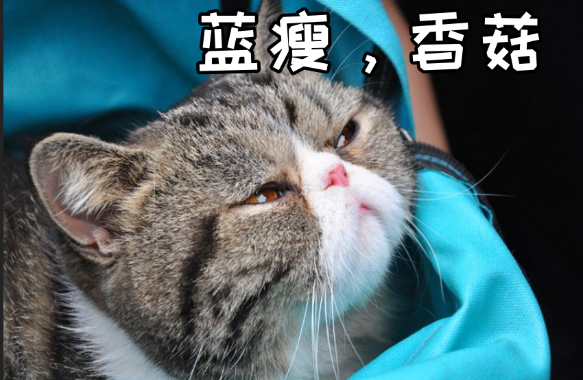 辟谣：猫咪减肥少吃点？寿命也会减短哦~? 猫咪最怕的不是吃的多，而是不让吃——猫咪减肥注意事项