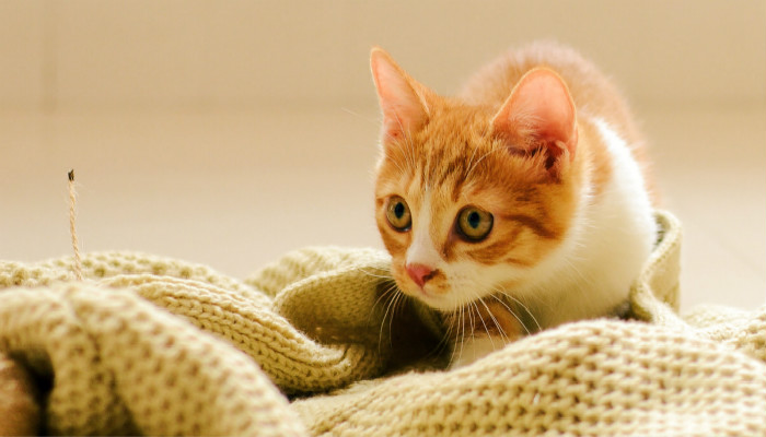 猫咪半夜下4个崽，全都叼到主人床上：铲屎的，你当“姥姥”了