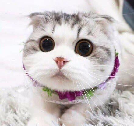 网友想买一只折耳猫，买回家半年后不想要了