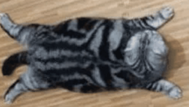 男友说给猫咪买了新玩具, 猫咪就瘫了有一天, 女子, 女子回家开一看, 笑喷了