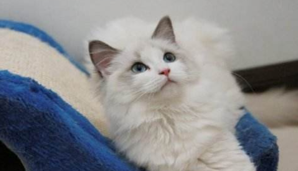 猫中的“小仙女”——布偶猫，我不只是贵，还拥有如狗般热情！