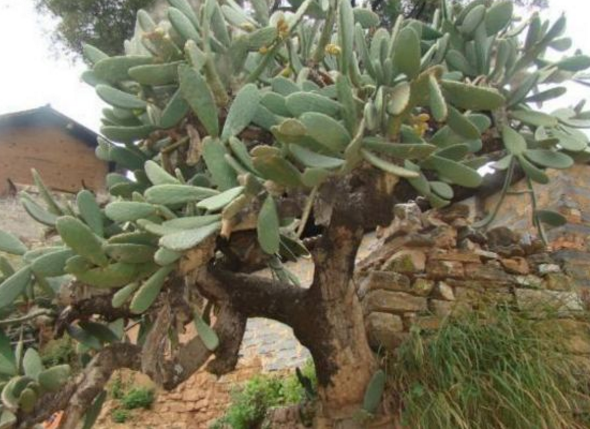 老汉养了一株仙人掌，辛苦照料十来年，如今好像成了“精”