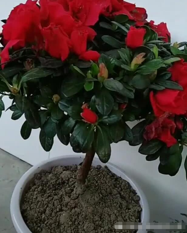 幼儿园老师让带花，看到最后，网友笑喷：吃起来可香了