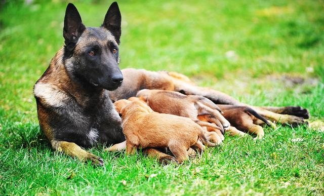 会叫的狗不咬人？只是老一辈总结的规律，并没有科学依据