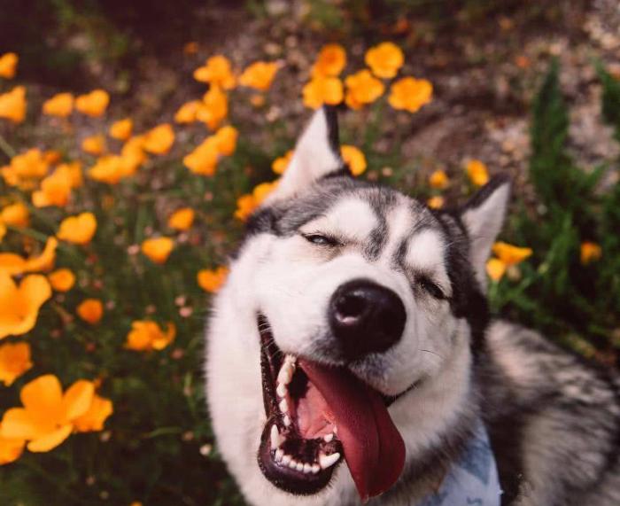 摸狗头对狗意味着什么，它们是爱你的狗子，女兽医告诉你