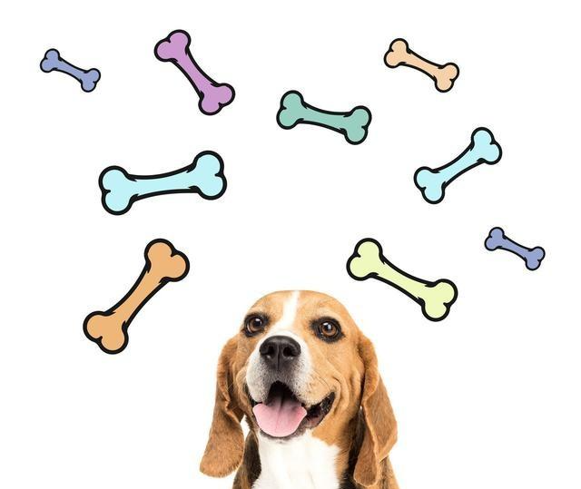 会叫的狗不咬人？只是老一辈总结的规律，并没有科学依据