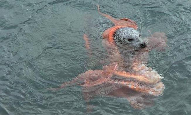 男子看见一只落水狗，准备上前解救，走近一瞧顿时僵了