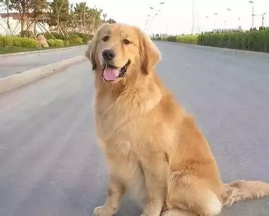 女主人突然脑出血，金毛一路追着救护车跑12公里