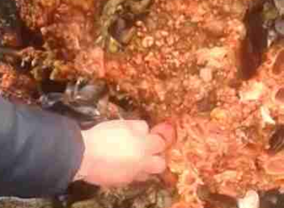 海边发现1块奇怪石头，切开后有1个红色物体，男子直接给生吃了