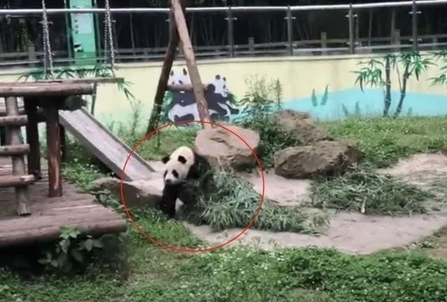 熊猫：只要我假装受惊，那个家伙就会被击毙，小样儿！