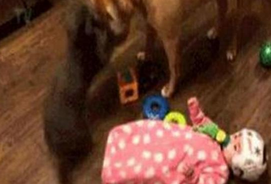 一脚把酣睡中的猫咪踹醒了，它看着旁边的汪星人，上去就是一巴掌