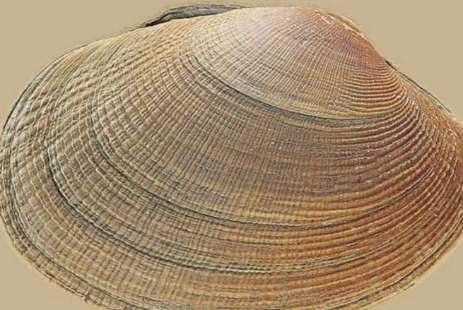 渔民曾捕获到1只大蚌壳，取出不明物体放床下10年，如今价值不菲