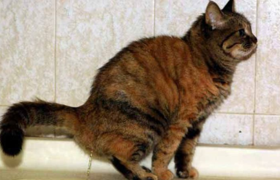 如何提高养猫幸福感——从改正猫咪这3种不良习惯开始