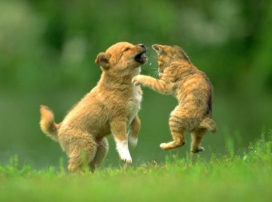 狗子与孕猫天天掐架，产后却甘心当全职保姆，主人：狗才是小猫亲爹!