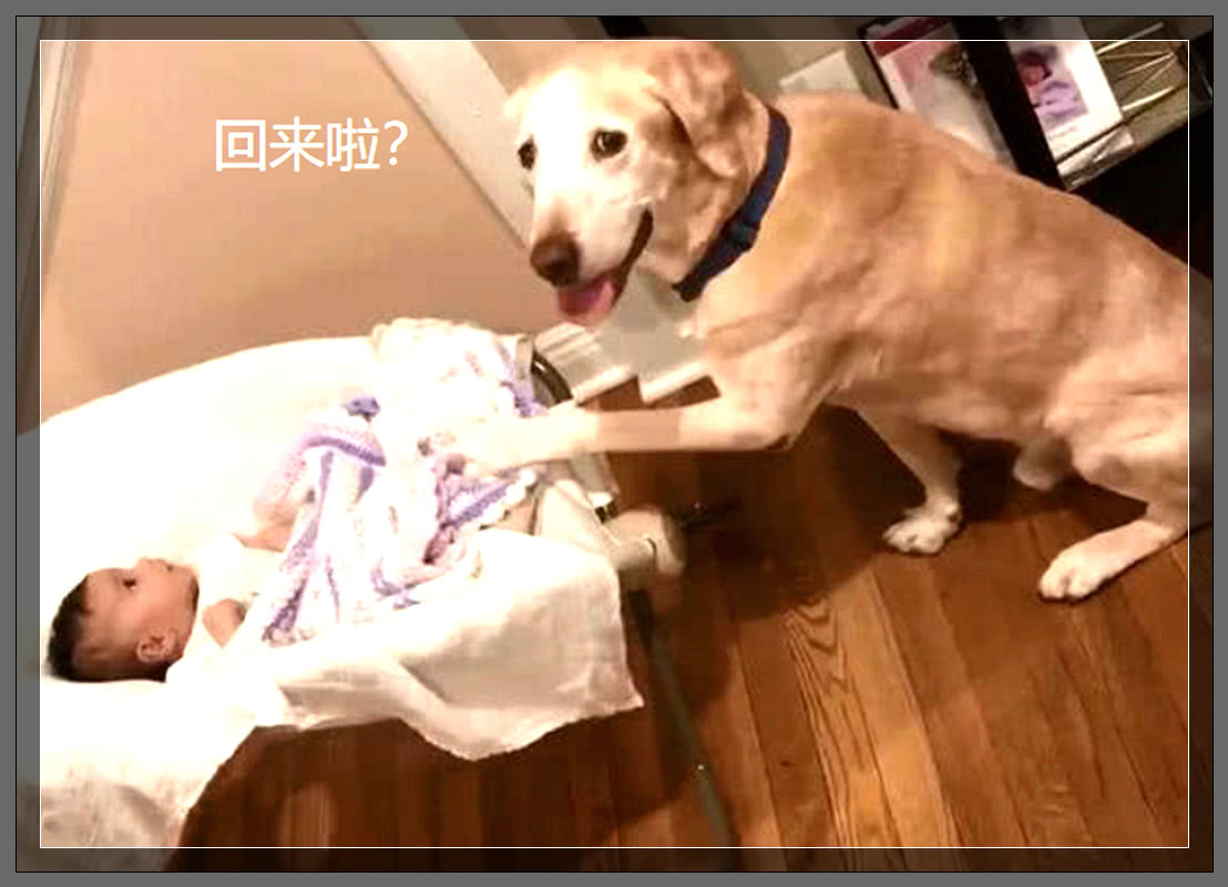 出门把宝宝留家里，突然想起没把狗关起来，回来直接傻住