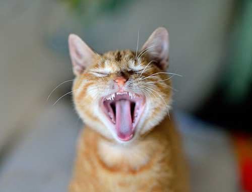 家有猫狗，夏季如何安全驱蚊？