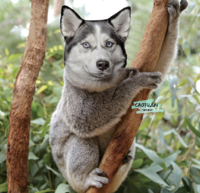 大概就是，时间长了，看什么都像