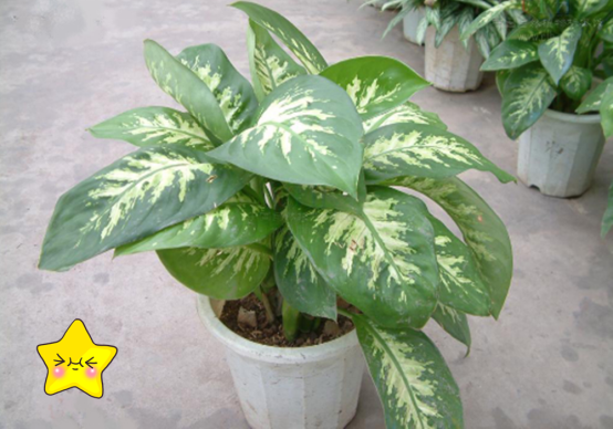 家里不需要买净化器，放盆银皇后，效果会更好
