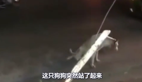 狗子学残疾人，下一秒站起来就跑，这是怎么了？