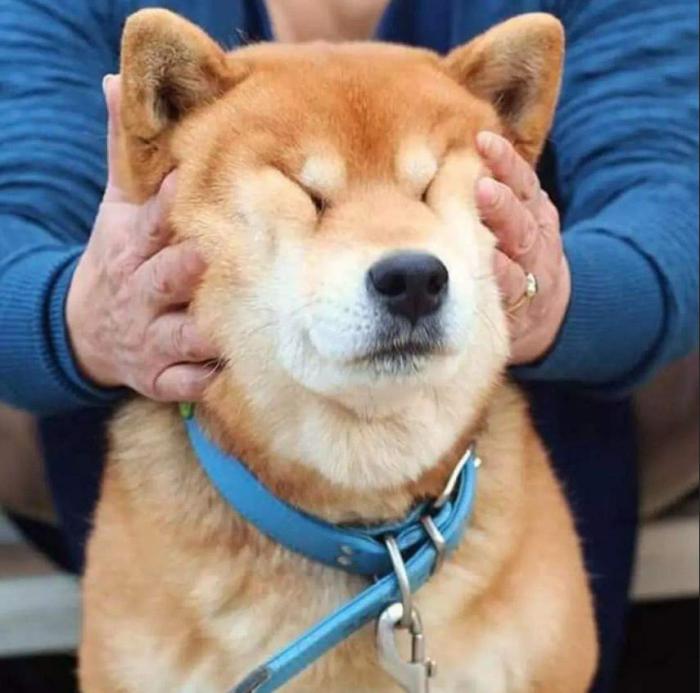 摸狗头对狗意味着什么，它们是爱你的狗子，女兽医告诉你