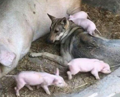 狗子赖在猪圈不愿意走，看清它的行为后，主人都气笑啦