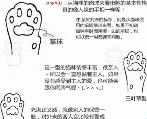 猫爪垫中能看出性格差异，学会分辨五类猫咪，找到适配自己的爱猫
