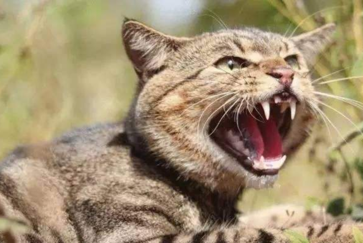 牙疼不是病，疼起来真要命！这对猫咪来说可能是真·要命！