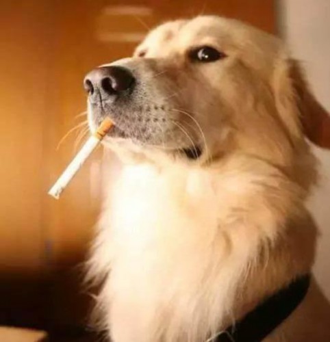 狗狗在家就能吃到的6种“毒药”，当心致命，铲屎官必读