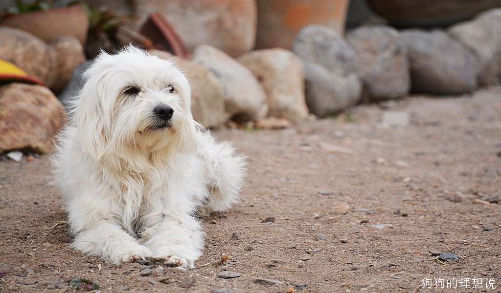 狗狗非常喜欢的十种水果和蔬菜