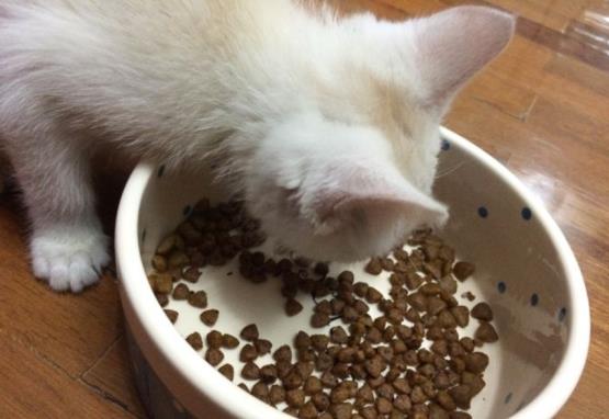 夏日来袭，你家猫咪“夏日厌食了吗？”