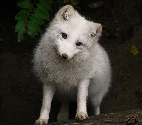 宠物：北极萌宠偶遇游客，亲密互动