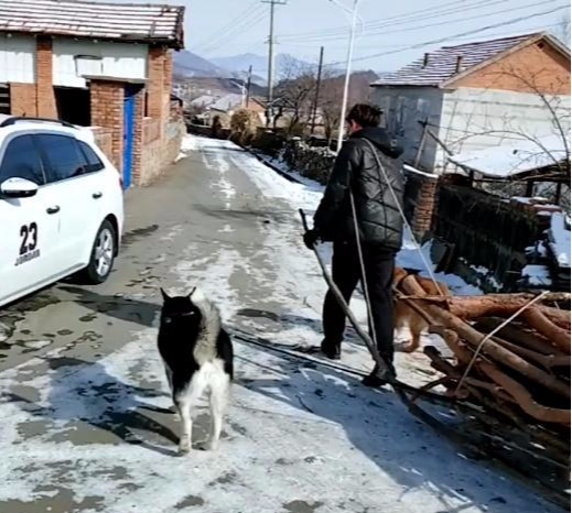 哈士奇最适合养在农村，而不是城里，因为它干农活技术一流