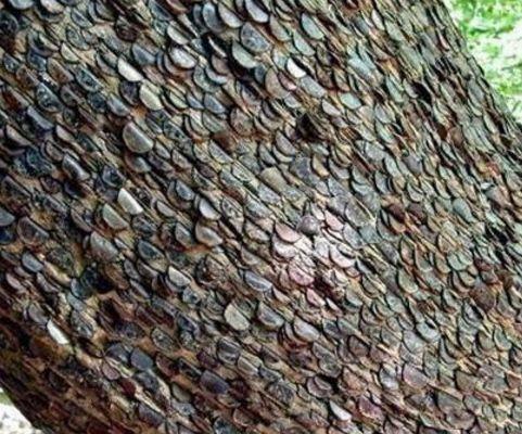 男子山林中发现1棵摇钱树，踹一脚硬币掉满地，男子乐坏了！