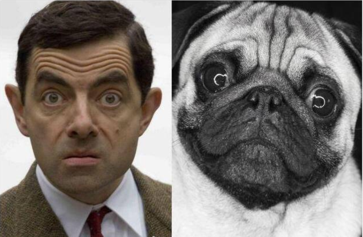 你看我像明星不 ????