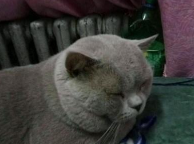 猫放到男朋友那里养，女朋友回来问男友：我的猫怎么这样了？