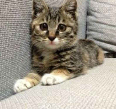 猫咪毛发干燥，这些东西你值得借鉴！