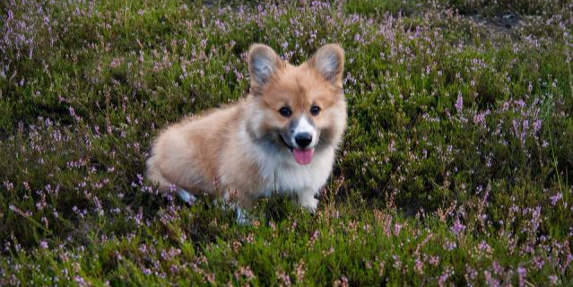 新手铲屎官，喂养小柯基犬需要注意啥？