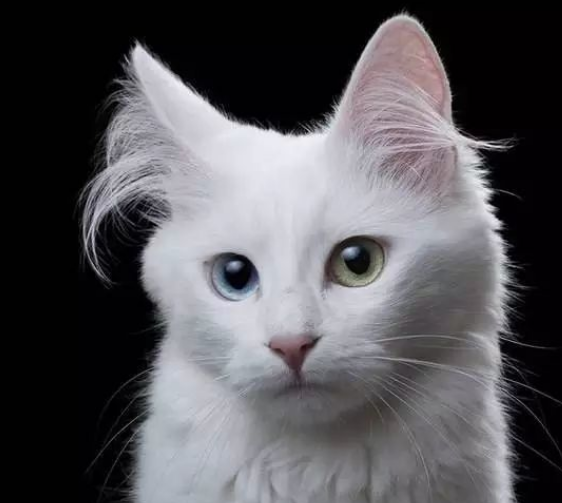 家里的猫咪爱咬人？铲屎官得了解它咬人的原因，再耐心的教育它