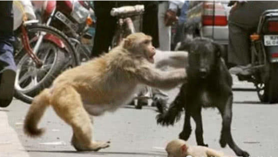 看到自己孩子被欺负，大猴子冲上去就打，随后场景令人动容！