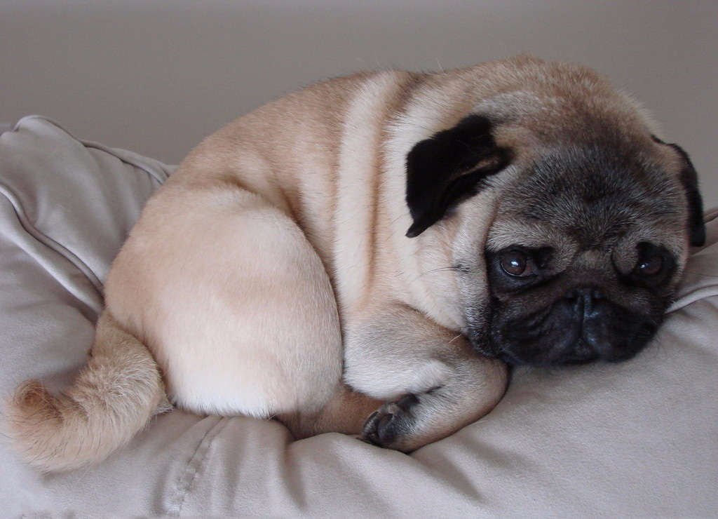 在饲养巴哥犬之前 请先好好阅读巴哥犬饲养指南！