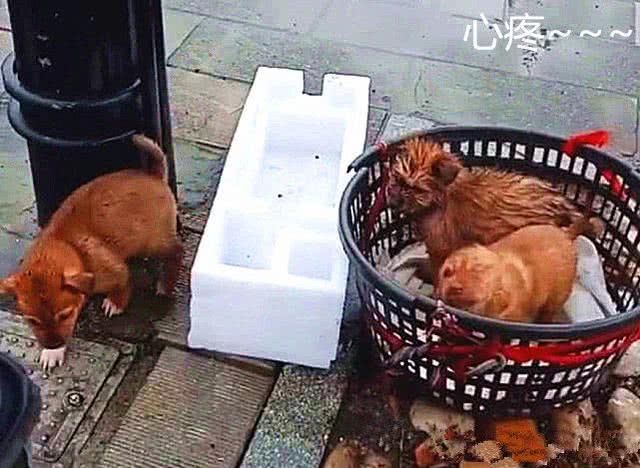 3只奶狗被扔路边遭雨淋，路人纷纷无动于衷，直到外卖小哥出现