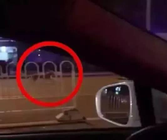 女主人突然脑出血，金毛一路追着救护车跑12公里