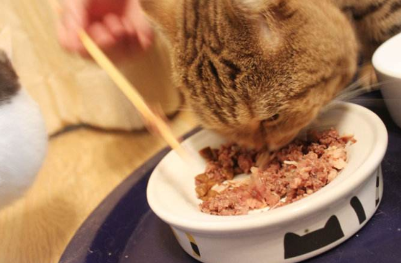 猫聪明？还是狗聪明？根据这 3点你也可以来判断